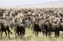 3 Day Classic, Guided Serengeti Safari