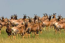 3 Day Classic, Guided Serengeti Safari