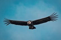 Chakana Reserve: Unique Andean Wildlife, Condors, Ecuadorian Hillstar & Bears