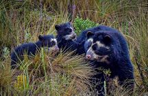 Papallacta Pass - Cayambe Coca National Park & Guango Cloud Forest Reserve 