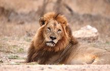 Small-Group Full-Day Safari Tour in Kruger National Park