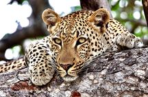 Small-Group Full-Day Safari Tour in Kruger National Park
