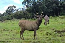 Private Tour in Horton Plains National Park ( World's End) with Pickup