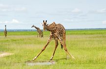 5 Days Comfort Safari in Tanzania