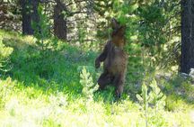 Afternoon Private Grand Teton Tour with Picnic Dinner