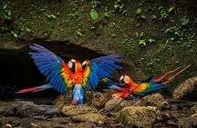 Limoncocha Biological Reserve & Yasuní National Park / Tropical Andes to Amazon