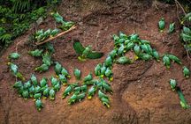 Limoncocha Biological Reserve & Yasuní National Park / Tropical Andes to Amazon