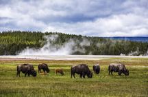 Classic Yellowstone National Park Lower Loop Picnic Lunch Tour