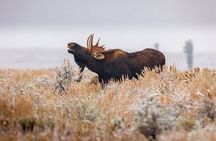 Classic Yellowstone National Park Lower Loop Picnic Lunch Tour