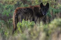 Classic Yellowstone National Park Lower Loop Picnic Lunch Tour