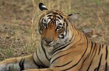 Canter Safari-Ranthambore National Park 
