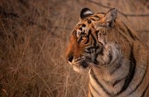 Jeep Safari-Ranthambore National Park 