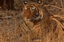 Jeep Safari-Ranthambore National Park 