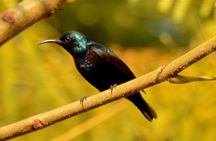 Gypsy Safari (Foriegn National)- Ranthambore National Park