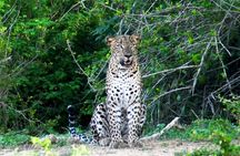 Udawalawe National Park | Private Safari Tour 
