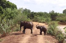 Udawalawe National Park | Private Safari Tour 