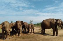 Udawalawe National Park | Private Safari Tour 