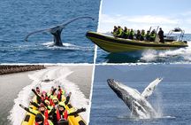 Whale Watching by RIB Speedboat from Downtown Reykjavik