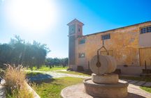 Mendoza Wine Tour with Lunch