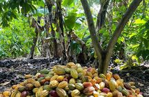 Discover Dominican life