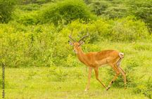 4 days Tanzania Camping Safari