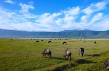 4-Day Serengeti Safari Expedition