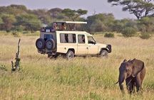 5 Days Safari in Tanzania | Camping and Lodge Safaris 
