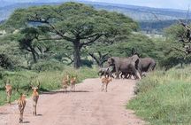 6 Days Budget Tour in Tarangire, Serengeti ,Ngorongoro and Manyara 