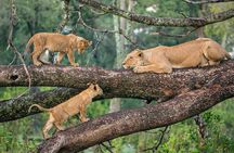 10 Days-Tanzania Group Safari and Beach Tours