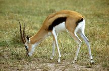 5 days Tour Tarangire, Serengeti, Ngorongoro Crater & Lake Manyara Park-Midrange