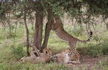 5 days Tour Tarangire, Serengeti, Ngorongoro Crater & Lake Manyara Park-Midrange