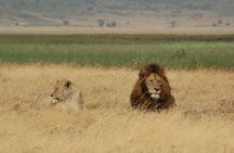 5 days Tour Tarangire, Serengeti, Ngorongoro Crater & Lake Manyara Park-Midrange
