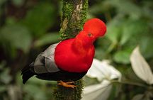 HUMMINGBIRD EXPEDITION - Searching for the cloud forest jewels.
