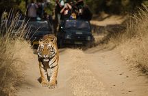  7 Days Private Tour of Taj Mahal, Tigers, Palace and Forts of India