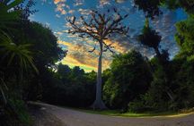 Tikal Day Tour From San Ignacio Belize