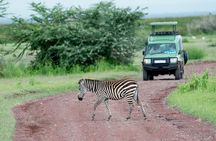 2-Days Safari Tour in Tarangire & Ngorongoro Crater
