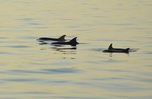 All-Inclusive Sunset Cruise & Dolphin Watching – Medulin