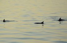 All-Inclusive Sunset Cruise & Dolphin Watching – Medulin