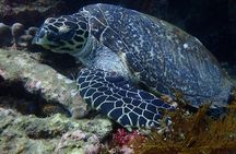 Discover Scuba Diving in Bali with photo and video