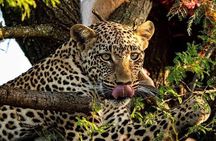 4-Days Bush to Bush Authentic Budget Safari