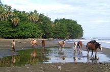 Horseback Riding & Cahuita National Park–Private Sightseeing Tour