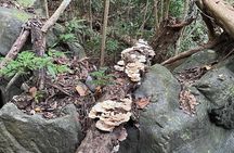 Brewers Bay Eco Hiking Tour