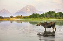 4 Hours Private Sunrise Breakfast Wildlife Safari