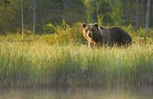 4 Hours Private Sunrise Breakfast Wildlife Safari