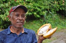 Cocoa & Artisan Chocolate Route with an Historical Tour in Puerto Plata City