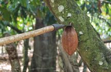 Cocoa & Artisan Chocolate Route with an Historical Tour in Puerto Plata City