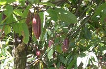 Cocoa & Artisan Chocolate Route with an Historical Tour in Puerto Plata City