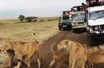 5 Days Safari in Tanzania | Camping and Lodge Safaris 