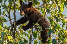 Morning Jasper National Park Wildlife Tour
