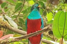 Guided Walk to the Monteverde Cloud Forest Preserve